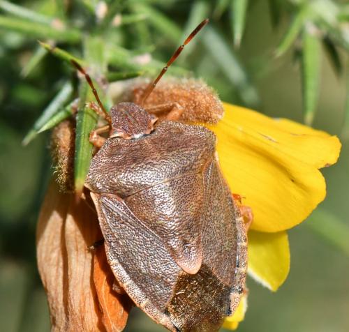 Palomena prasina